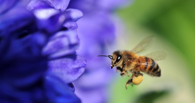 日本のミツバチ